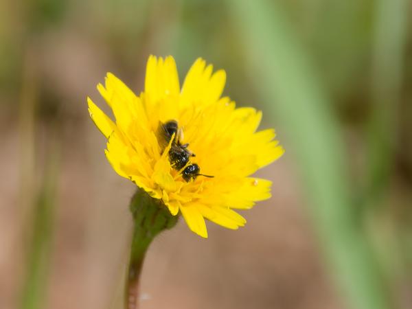 <h3><a href="/trips/extramadura/biota/animalia/arthropoda/insecta/hymenoptera/andrenidae/panurgus calcaratus/panurgus calcaratus-nl.html">Panurgus&nbsp;calcaratus</a> / Small&nbsp;shaggy&nbsp;bee / Kleine&nbsp;roetbij</h3>OM-1 Mark II met OLYMPUS M.150-400mm F4.5, 1/2000 sec  bij F4.5, ISO 320, afstand 2.52&nbsp;m